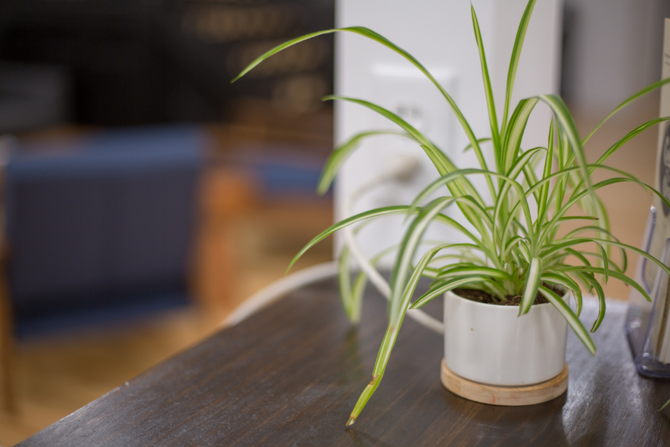 木の机に置かれた小さな鉢植え